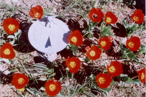 tulips and sundial near noon